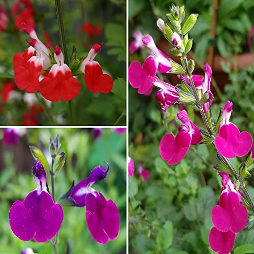 YouGarden Salvia Lips Collection 3 x 9cm Potted Plants Drought Tolerant Herbaceous Perennial Plant for Gardens Perfect in Pots on Patios or Used for Borders