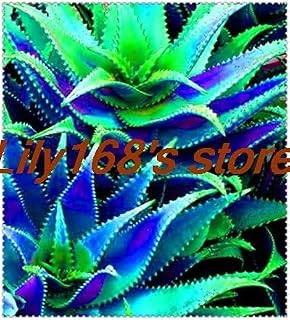 Kucus 200pcs Aloe Seed Mix Excellent Houseplants Succulent Aloe Vera Seed Use Beauty Edible Cosmetic Seed Plants - (Color: 14)