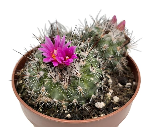 Turbinicarpus saueri ssp. nelissae - exotischer Kaktus im Ø 9 cm Topf - pflegeleichte Zimmerpflanze
