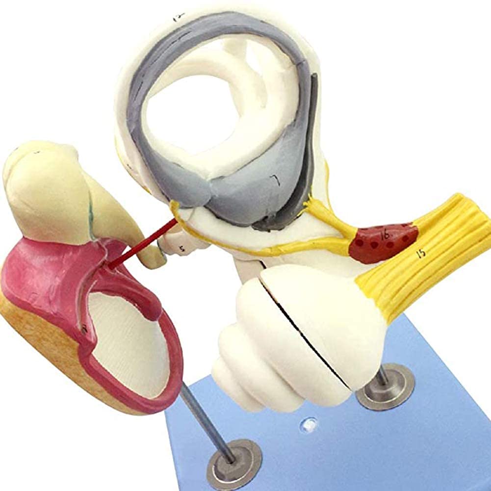 Model anatomiczny powiększony model ucha wewnętrznego, kości kostnej i błony bębenkowej, używany do nauczania medycznego, pełny, do anatomii, model szkieletu artystycznego