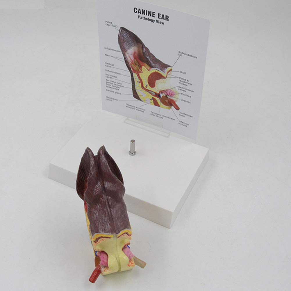 Anatomía de la Oreja de Perro Modelo de Equipo Veterinario Familiar