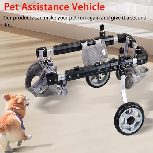 Fauteuil roulant pour chien et chat : offrez une seconde liberté - 3