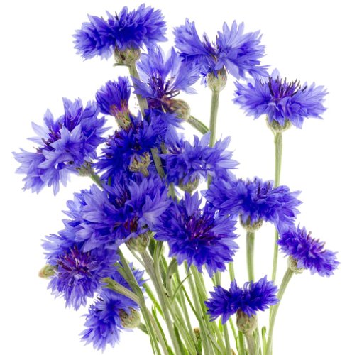Earthcare Seeds Cornflower Tall Blue Heirloom Bachelors Button 1000 Seeds Centaurea Cyanus #TOP1