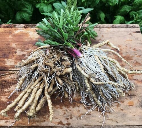 100pcs White Skirret Plant Seeds
