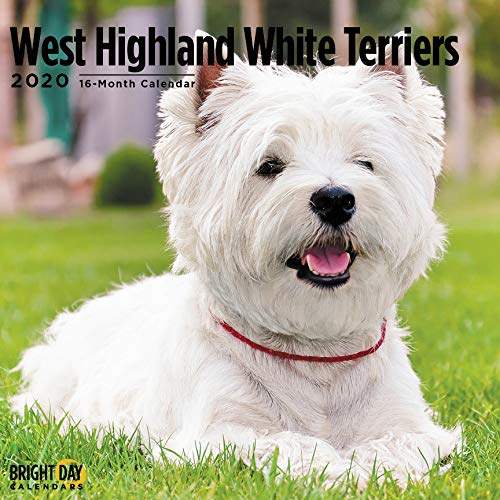 What Is The Average Cost Of A West Highland Terrier