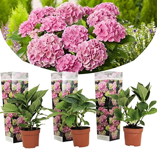 Image of Hydrangea macrophylla rose 3