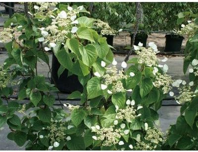 Amazon 緑のカーテン イワガラミ 岩絡み ムーンライト 大株 ブロック 石垣 落葉つる性木本 花 Amazon 緑のカーテン イワガラミ 岩絡み ムーンライト 大株 ブロック 石垣 落葉つる性木本 花