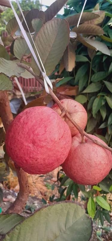 Lal Amrud Fruit Tree 1-2 Ft | Easy Care Tropical Plant (1 Live Healthy ...