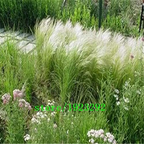 AGROBITS Stipa tenuissima - 100 semillaspaquete, semillas de hierba mexicana de plumas - también llamadas hierba de hilo sedoso o hierba mexicana de