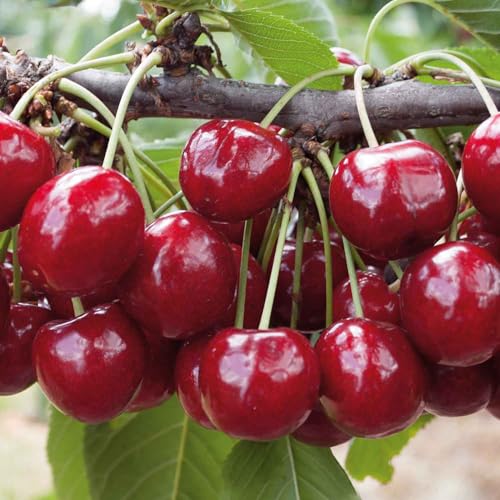 Marshalls Garden Patio Cherry Regina - Compact 1.2m Cherry Tree for Pots and Patios 2 Litre Tree