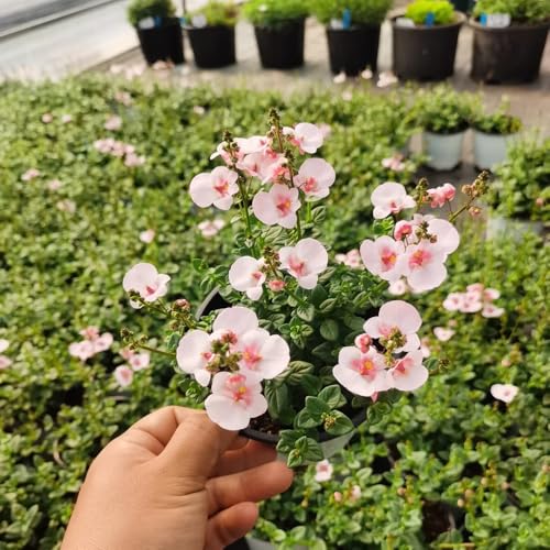 elfenspornsamen - seltene winterhart balkonpflanzen bio hochbeett 200pcs