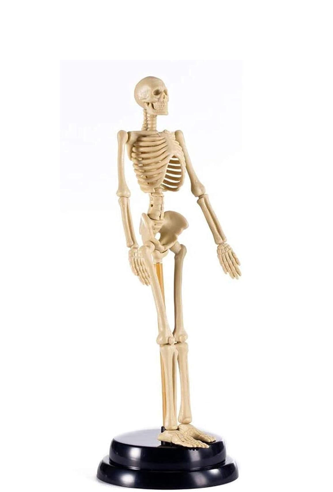 Mini ludzki model szkieletu do nauki anatomii, 10,6-calowy zestaw do montażu szkieletu z PVC o szczegółowej strukturze