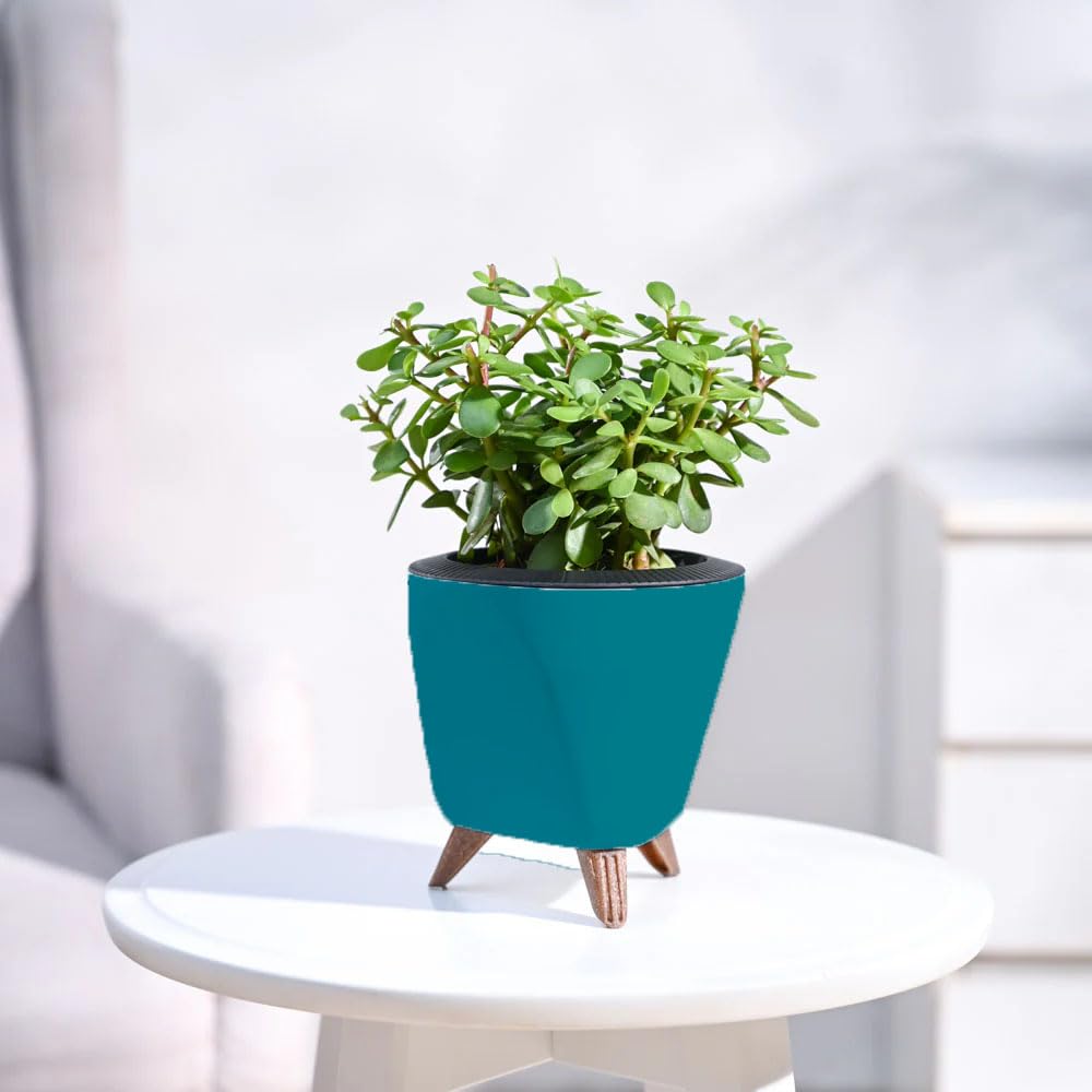 PODHGHAR Live Indoor Plants with Lagoos Self Watering Pot for Home, Office, Air Purifier (Teal) (B0DF5LBP8Y) Amazon Price History, Amazon Price Tracker