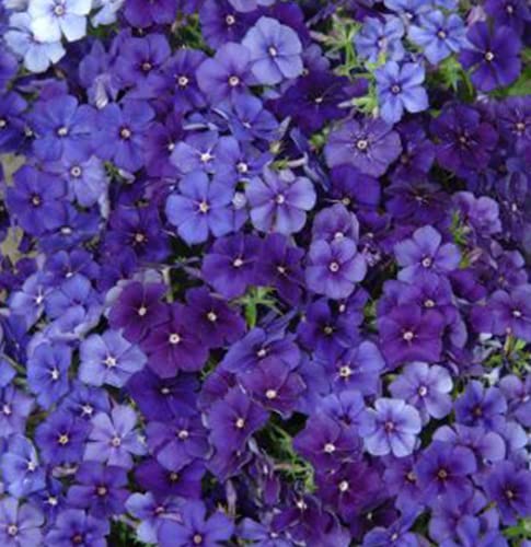 Fresh Seeds - Phlox - Moody Blues - 100 Semi:packing seeds only