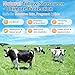 Beef Tallow Sunscreen SPF 50 – 100% Organic Grass-Fed Beef Tallow Face Sunscreen with Hyaluronic Acid, Centella & Avocado – Natural Sunscreen No Chemicals – Ideal for Women, Sensitive & Baby Skin 60g