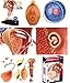 Famemaster 4D-Vision Human Female Reproductive Anatomy Model, 10