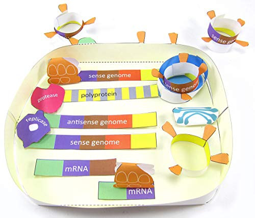 Image of NewPath Coronavirus Cycle 3-D Paper Model Model Making Kit - Individual Student Edition (24-7716)