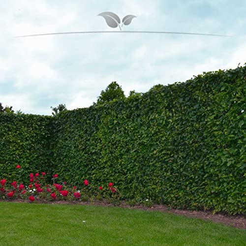Hainbuche Carpinus betulus 60-80 cm. 25-1000 Heckenpflanzen. Hainbuche Hecke - 150 St. (ca. 27,5 Meter)