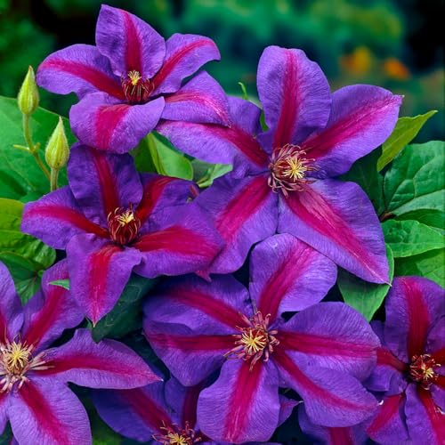 You Garden - Clematis Mrs Thompson in 9cm Pots - Supplied as an Established Plant in Pots for Outdoor Use - Free Flowering Clematis Plants for Gardens