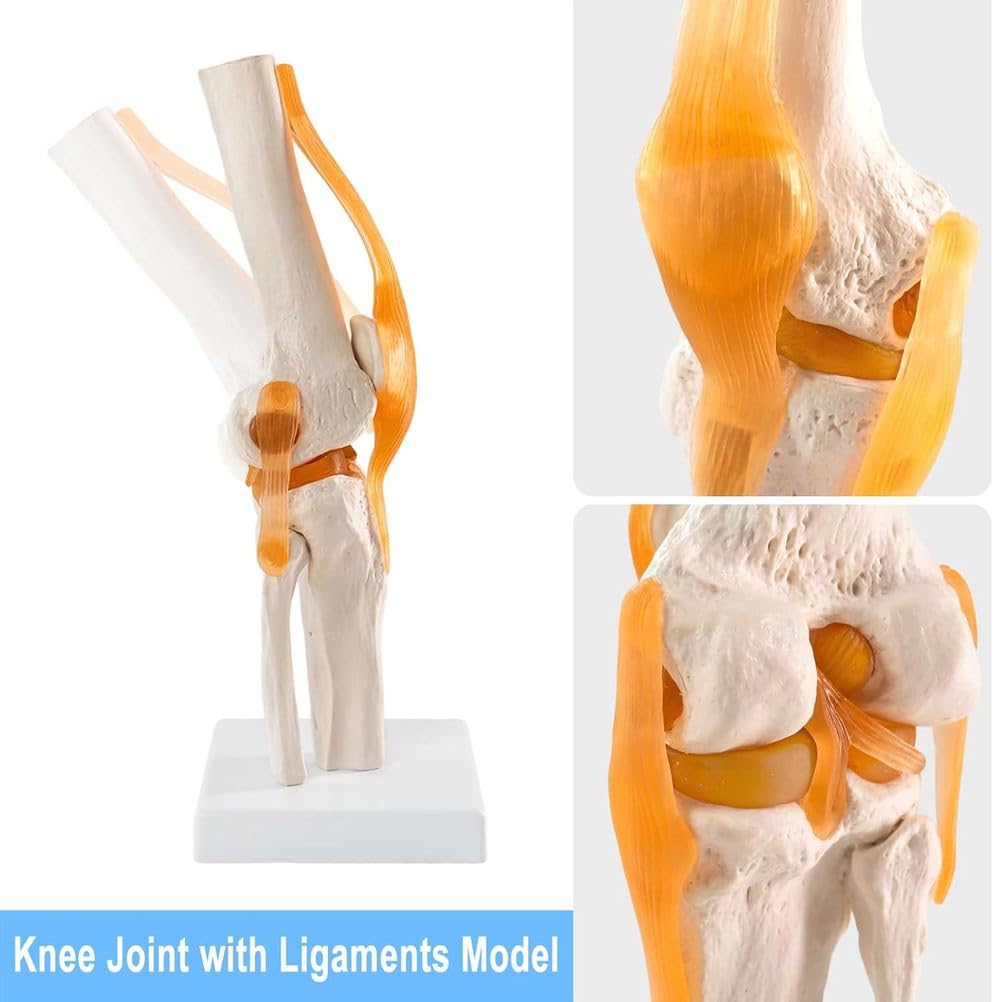 Modelo anatómico humano para educación médica, modelo de articulación trinuclear, escala 1:1 para rodilla, hombro, columna vertebral, pelvis, ideal para introducción al paciente y terapia física