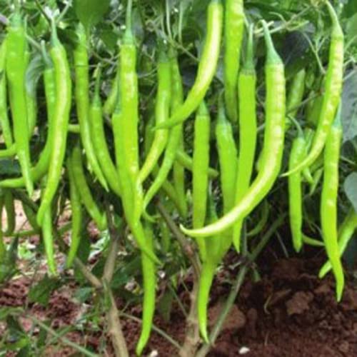 ANTIER CHILLI CRYPTON - 10 SEEDS (AVG 30-50) SEEDS X 1 PACKET