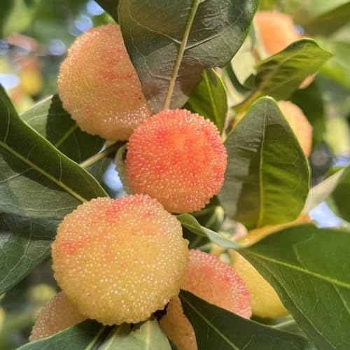 madroño semillas perennes resistentes semillas organicas de balcón resistentes, balcón columnar jardín interior 120pcs