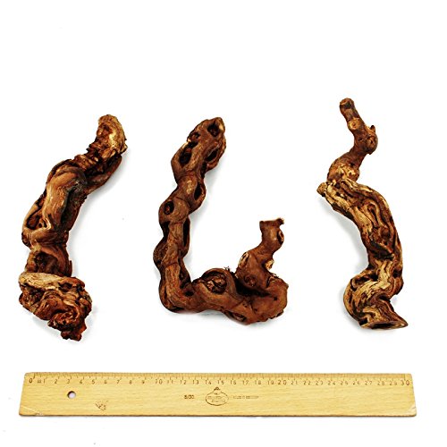 Exotenherz - Rebholz 18-20 cm