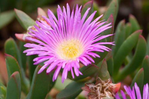 Nasiona Carpobrotus aequilaterus Rara Mesembryanthemum Exotic 50 nasion