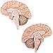 Axis Scientific Deluxe 8-Part Human Brain Model with Arteries | Shows Major Lobes and 41 Anatomical Features of The Human Brain | Includes Base and Detailed Full-Color Product Manual