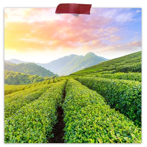 Fermentaholics Gunpowder Green Tea