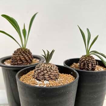 ふうちゃん【鉢のまま発送】鉄甲丸 美株 51pZe9bJEfL._UF350,350_QL50_.jpg