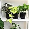 Essential Houseplant Collection (3PK) Live Plants Indoor Plants Live Houseplants in Plant Pots, Easy House Plants Indoors Live, Snake Plant, Pothos in Potting Soil, Clean Air Plants by Plants for Pets #2