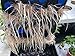 CLONE KING 64 Site Aeroponic Cloning Machine Cloner Expect 100% Success Rates