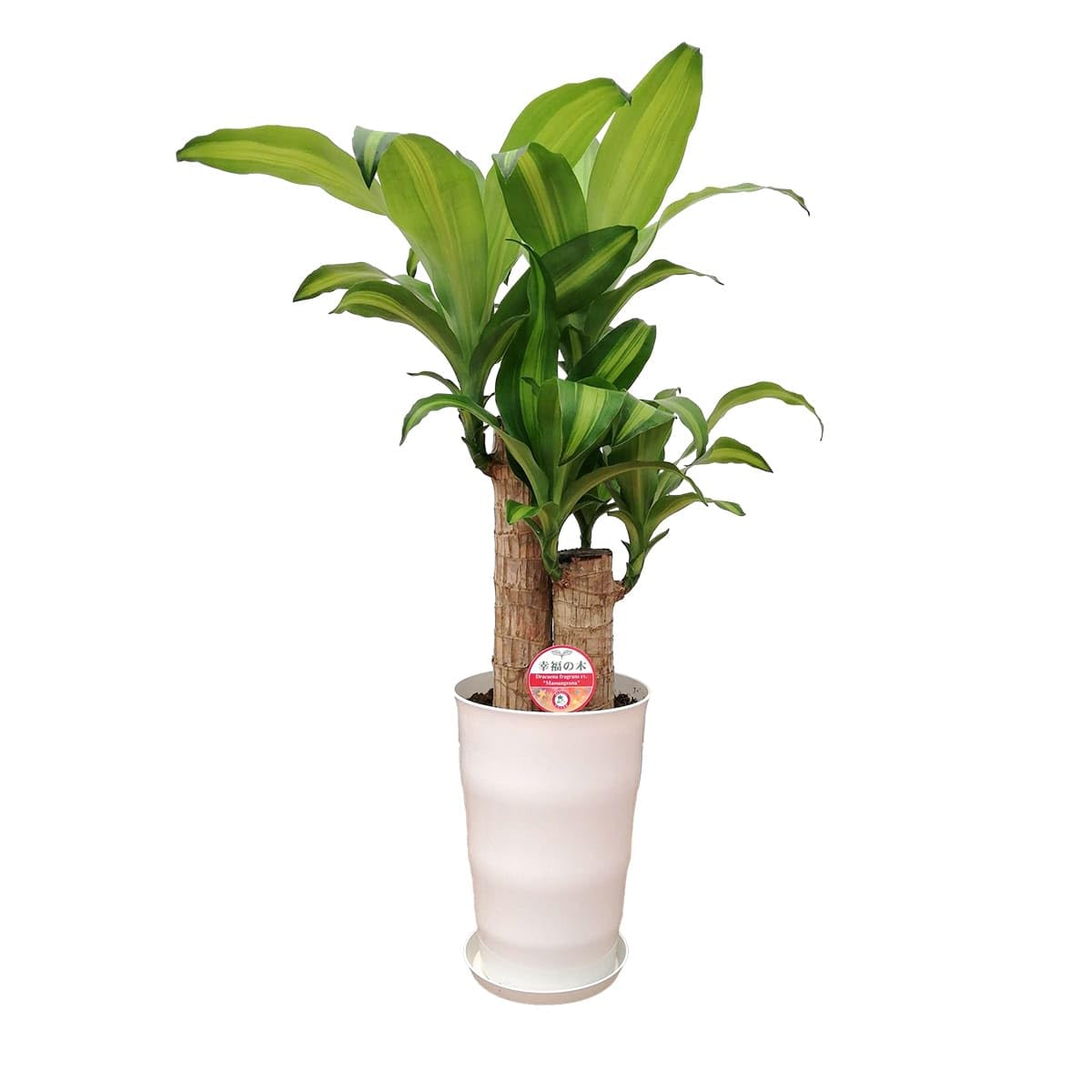 Amazon｜松村農園 観葉植物 幸福の木 本物 ドラセナ マッサンゲアナ 6 