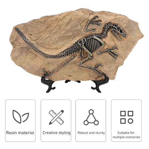 Fossile de dinosaure haute simulation réplique de musée 33cm