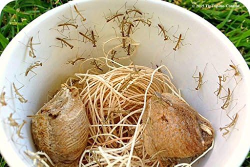 Praying Mantis Egg Case With Hatching Habitat Cup- 2 Praying Mantids Egg Cases - 4