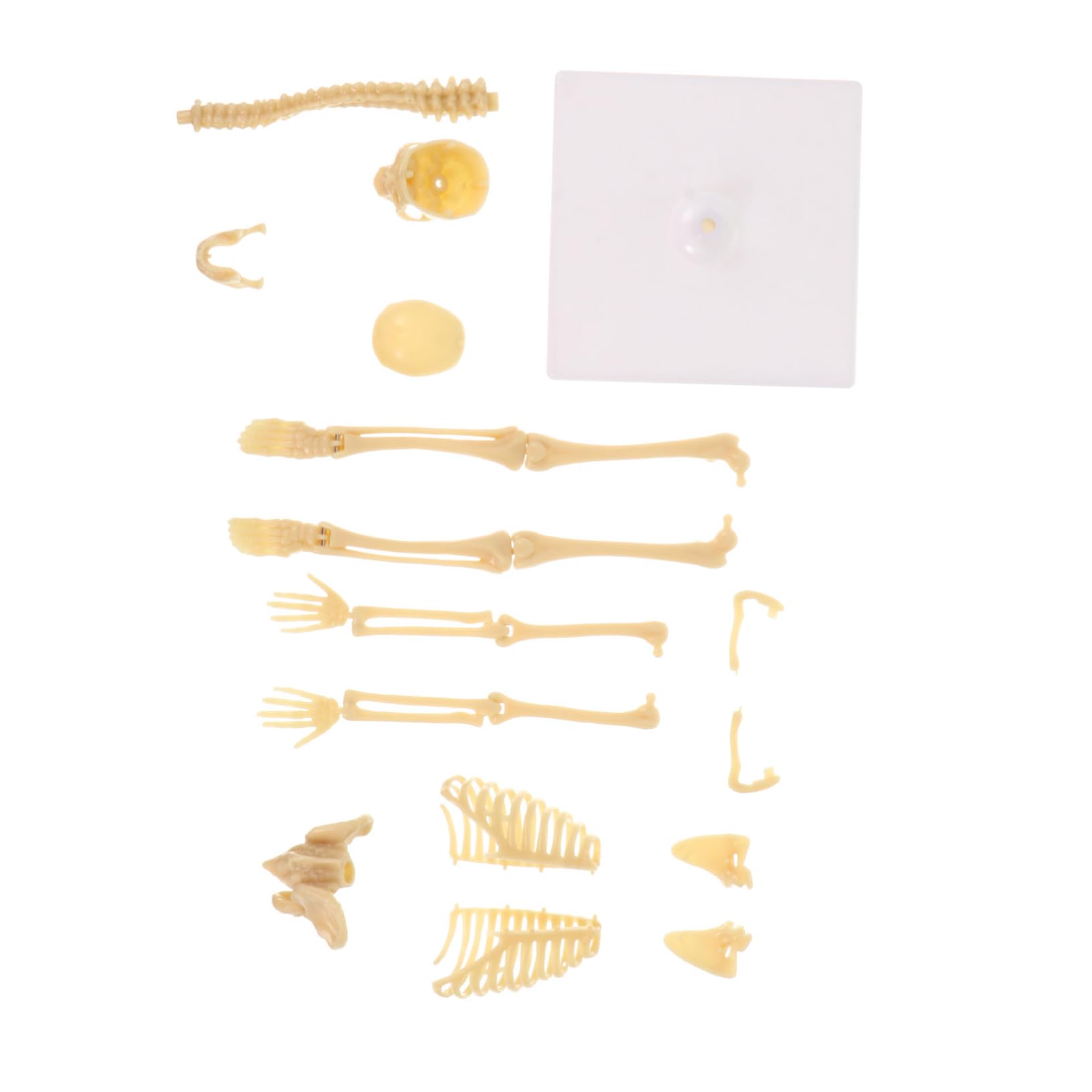 PRETYZOOM Human Skeleton Model Skeleton Decor Skeleton Man Skeleton Mannequin Assembly Manikin Simulation Mannequin Plastic