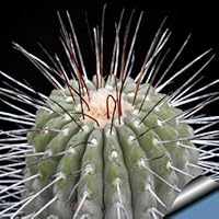 サボテン　コピアポア　ロンギスタミネア　実生　発根済 コピアポア ロンギスタミネア