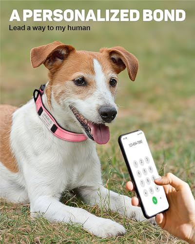 TagME Hundehalsband personalisiert, Reflektierendes gepolstertes Nylon Hundehalsband für kleine Hunde mit Namen und Telefonnummer