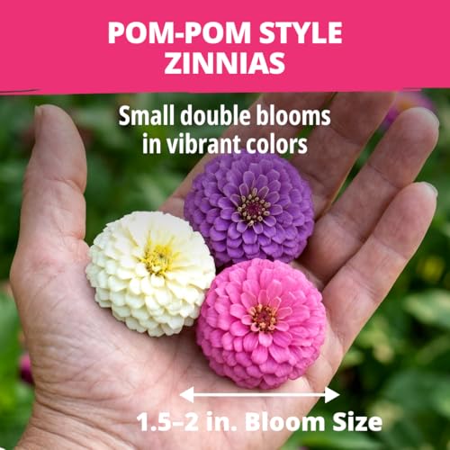 Image of HOME GROWN Zinnia Lilliput Mix Flower Seeds for Planting Spring 2026 - 2500 Seeds (2g) Zinnia elegans - Colorful Zinnia Seed Mix for Garden Beds, Containers & Cut Flowers, Easy Grow Zinnia Seeds