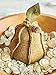 Harvest Garden - Stitch and Enjoy Autumn's Treasures