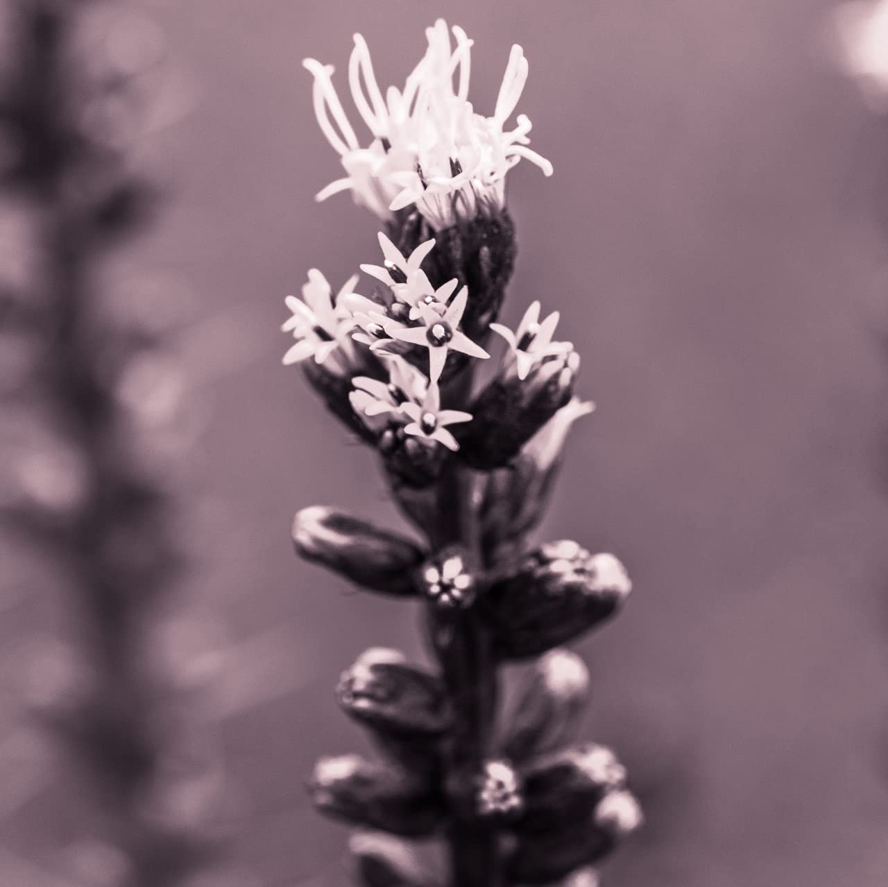 12 unità Liatris Spicata 'Floristan Weiss' - Liatride, Piuma del Kansas Vaso 9x9cm ±1 m² - Pianta Fiorita con Fiori Bianchi a Spiga