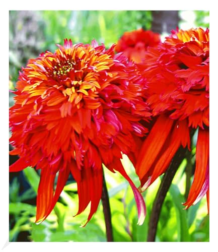 BALDUR Garten Duft-Echinacea 'Hot Papaya' Sonnenhut, 1 Pflanze, schmetterlingsfreundlich, winterharte Staude, trockenresistent, mehrjährig, pflegeleicht, Wasserbedarf gering,blühend,Echinacea purpurea