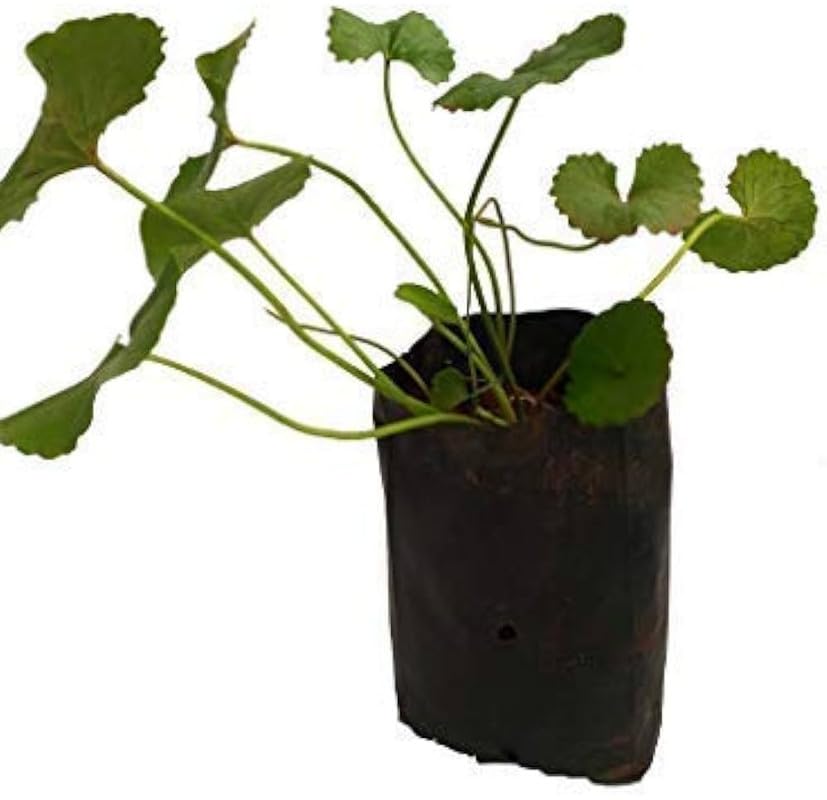 Indian Live Thaanakuni pata/thankuni/Thalkudi/Centella asiatica/Indian Pennyworth Live Plant Pack of 1 (B0D4QC991G) Amazon Price History, Amazon Price Tracker