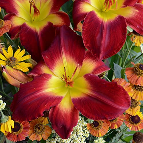 Hemerocallis,daylily,bulbi hemerocallis,daylily bulbi,Fiori facili da piantare,possono essere piantati in vaso o a terra