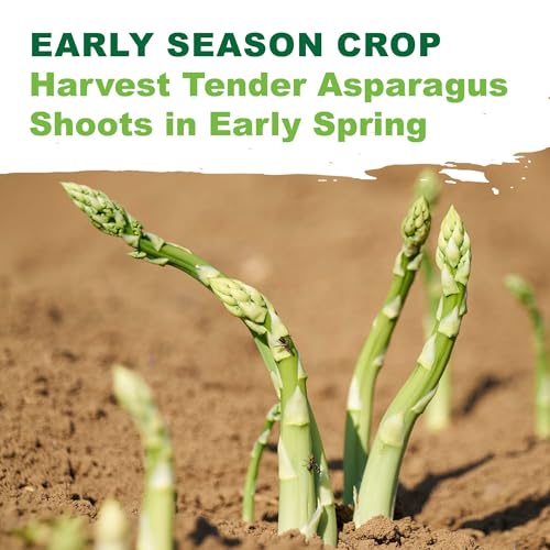 TKE Farms & Gardens - Mary Washington Asparagus Seeds for Planting, 85+ Heirloom Non-GMO Seeds, Tender Perennial Stalks with Rich Flavor, Perfect for Spring Gardens, Includes Growing Instructions