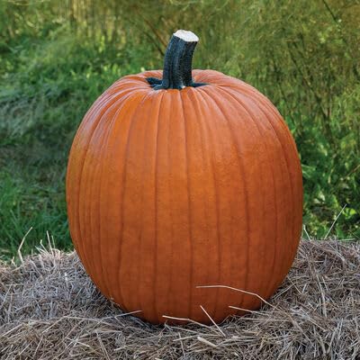 Pumpkin Plants, Edible 'Jack O' Lantern' Pack of 3 Garden Ready Plants 10.5cm pots