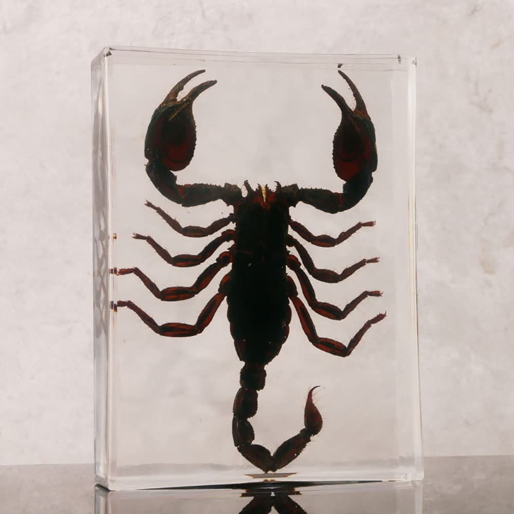 Insetto Reale Asia Black Scorpion Esemplare in Resina, Collezione di Tassidermy Animale per L'educazione della Scienza