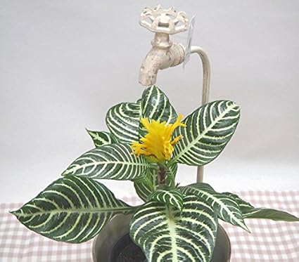 Amazon 花想久里 はなおくり ダニア ブリキ鉢カバー 生 プレゼント フラワーギフト 誕生日 などの お祝い に ユニーク で 可愛い 蛇口の付いた ブリキ 鉢カバー が 魅力 花想久里 フラワーアレンジメント