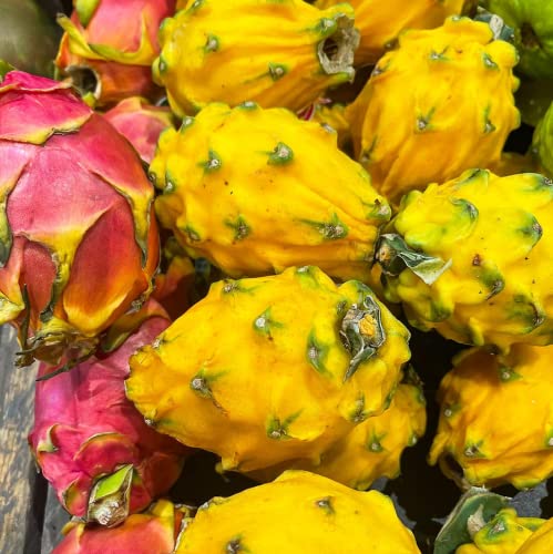 Chuxay Garden Mix Dragon Fruit,Pitahaya Seeds 200 Seeds Edible Juicy Sweet Fruit Gardening Gifts Survival Gear Food Seeds Easily Grow #TOP3